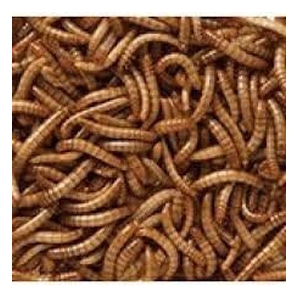 Wild Bird Dried Mealworms