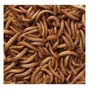 Wild Bird Dried Mealworms