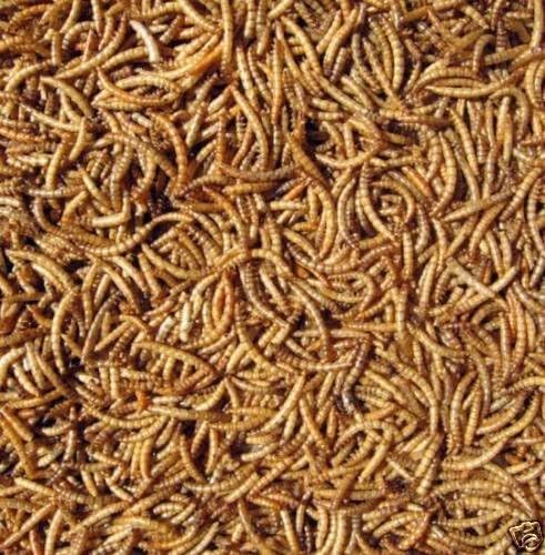 Mealworms and wildlife food