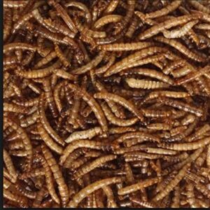 10 X 2KG WILD BIRD DRIED MEALWORMS