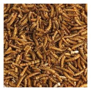 Dried Mealworms for Wild Birds 500g