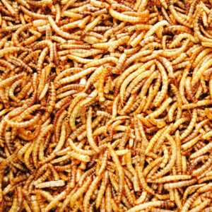 UK Premium value Dried Mealworms, High Protien, Perfect For Pets (3KG - 20 Litres)