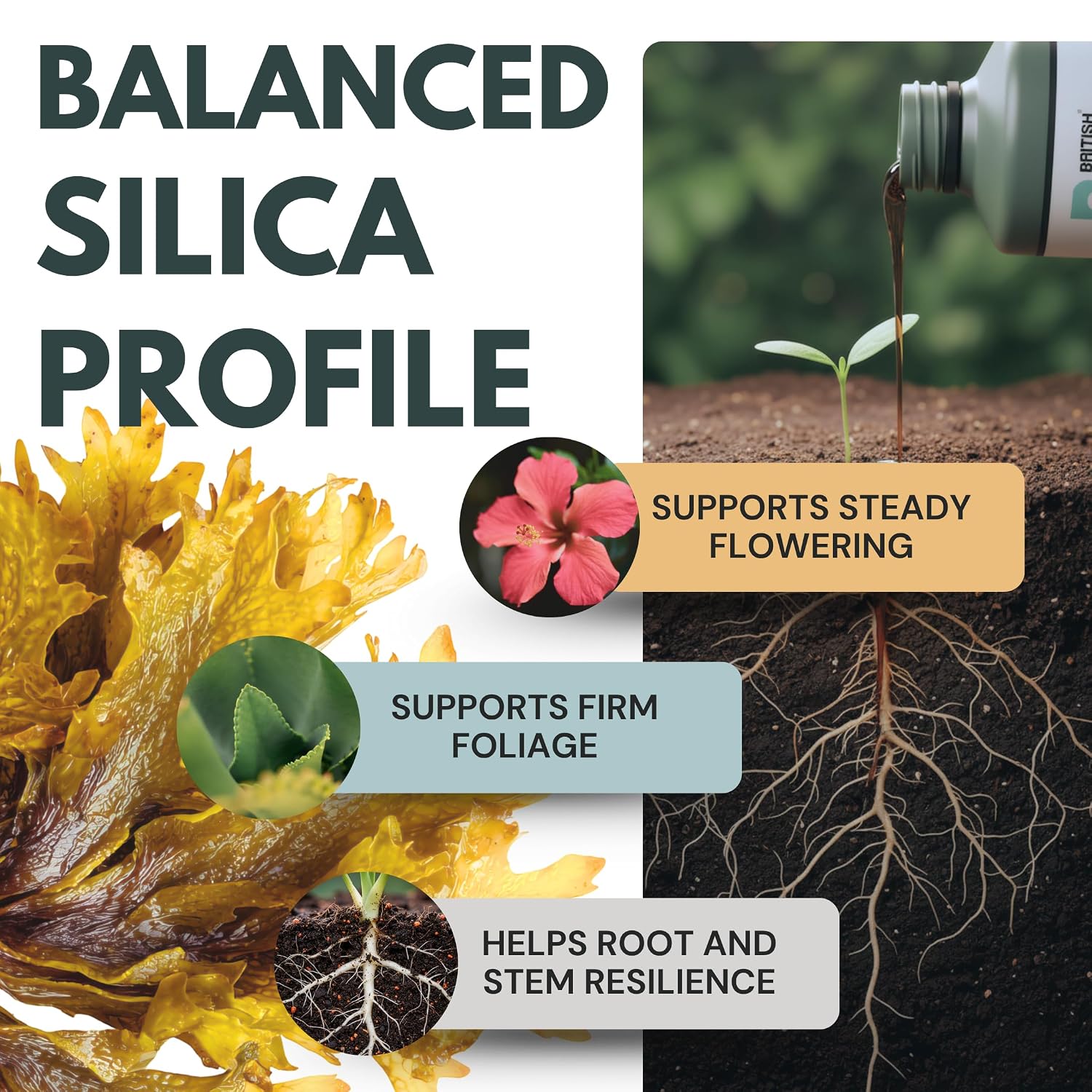 Sea-Silica Seaweed Silica Concentrate - Image 2