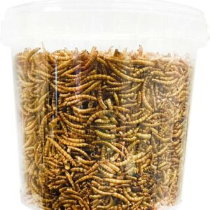 Premium Dried Mealworms - High-Protein, Nutritious Treat - Comes in Convenient Bucket Size