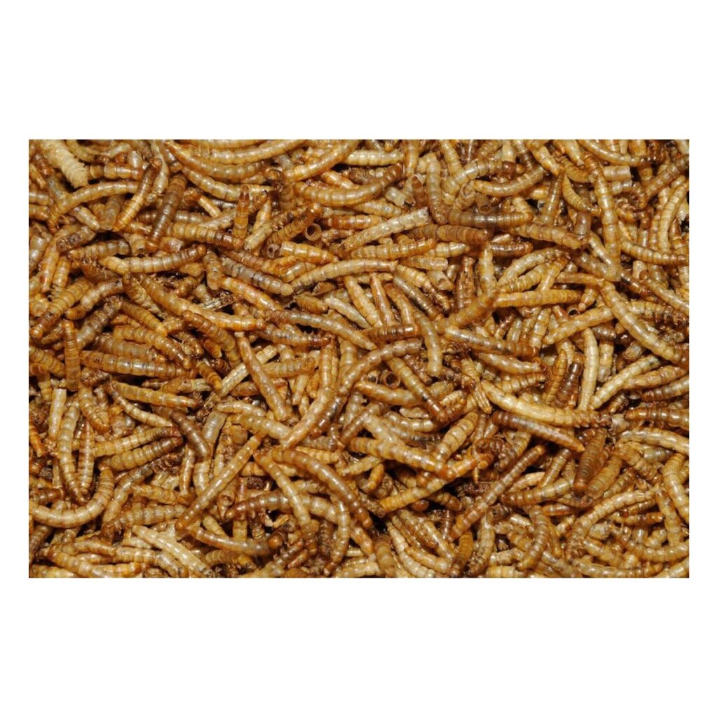 Dawn Chorus Dried Mealworms for Wild Birds