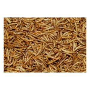 Dawn Chorus Dried Mealworms for Wild Birds